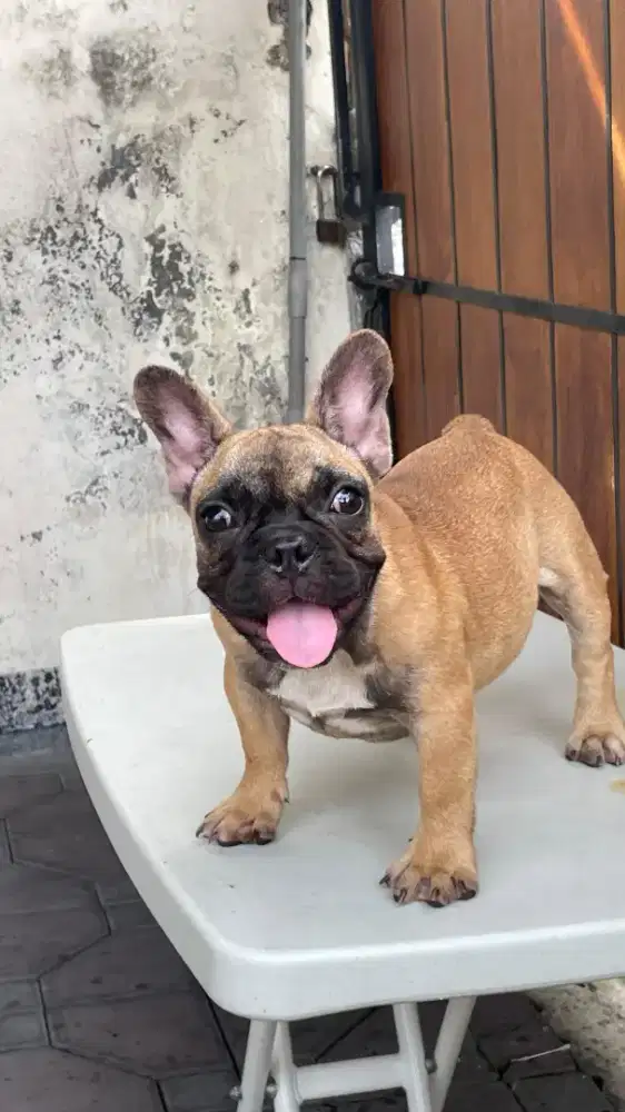 French Bulldog Puppy Female