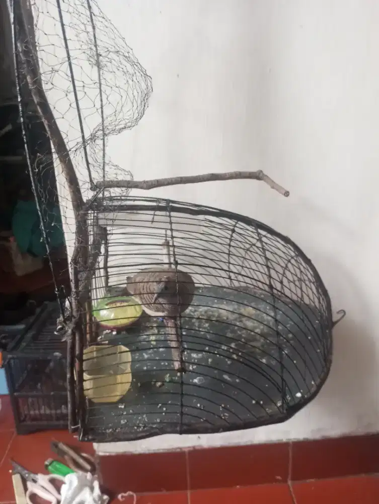 Jebakan burung Merbok