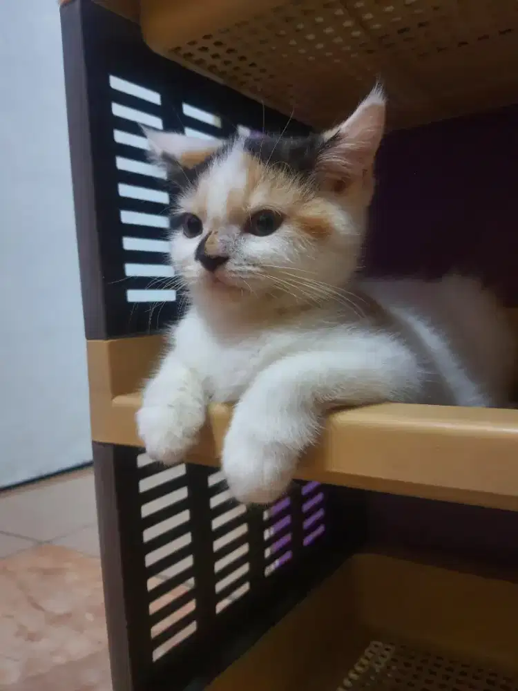 KUCING BSH WARNA CALICO