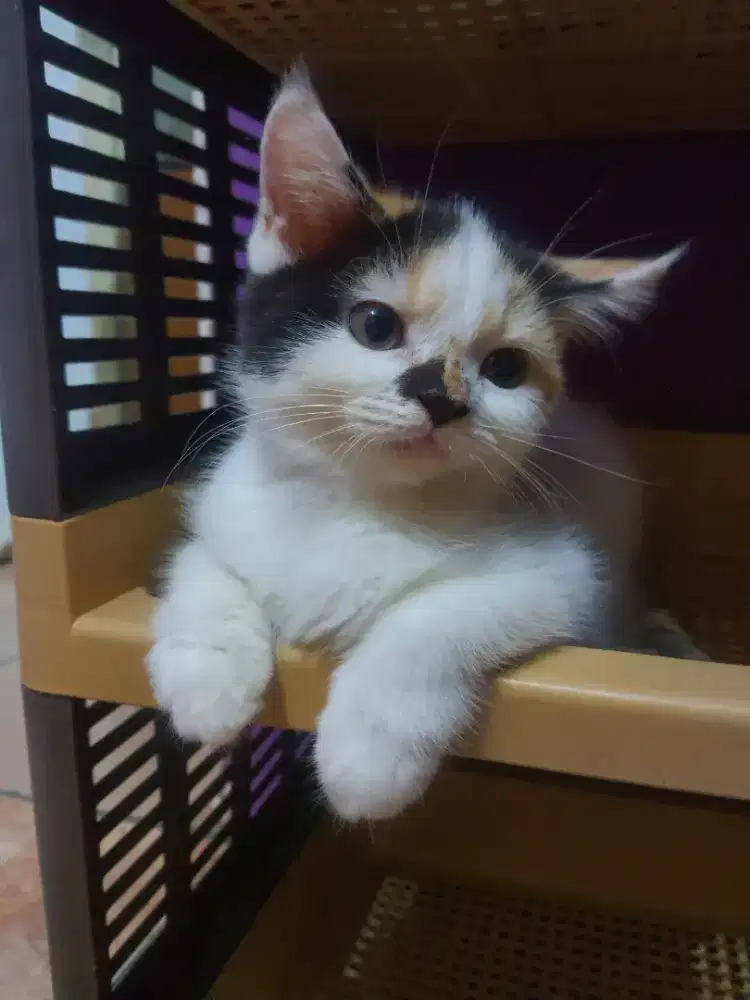 KUCING BSH WARNA CALICO