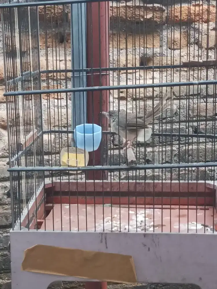 Cigun jantan ngebren pendek pendek