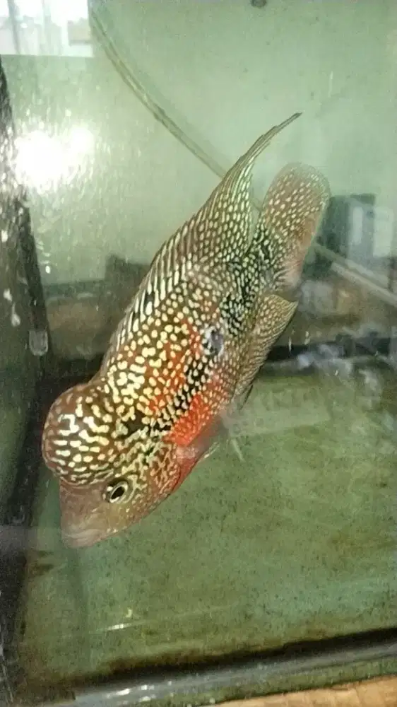 Louhan kamfa mata putih