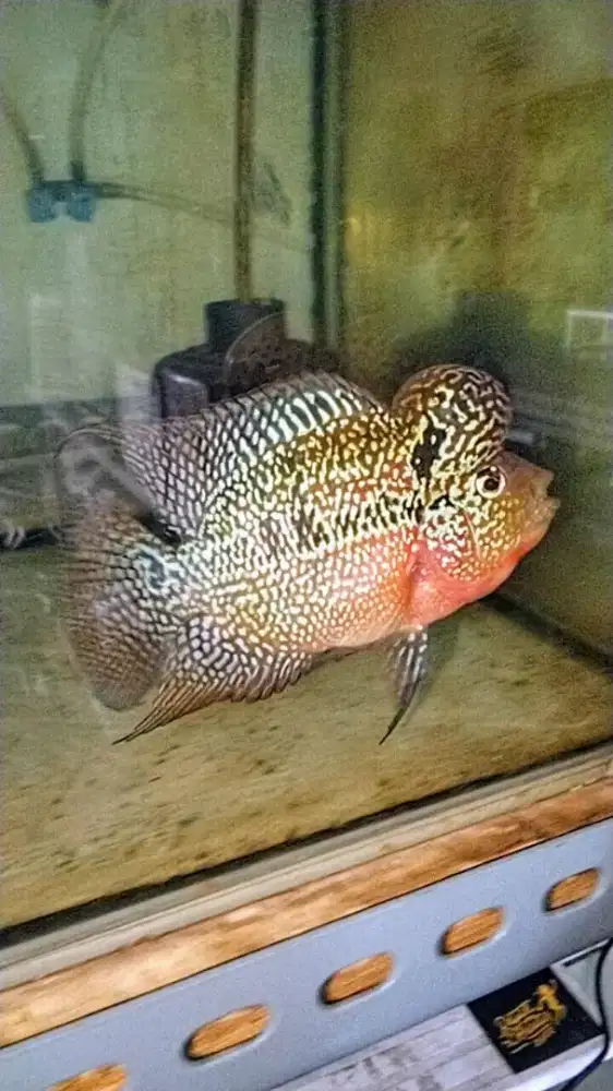 Louhan kamfa jenong crosshead