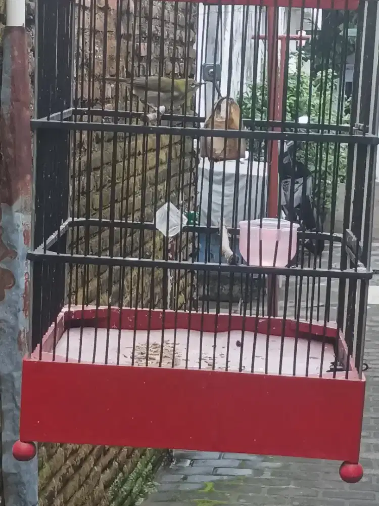 Kaca mata hijau ngriwek