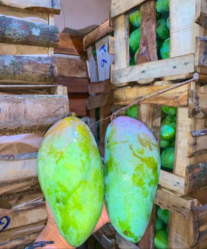 Mangga kiyojay fresh