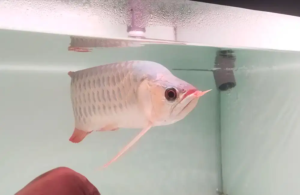 Arwana Arowana super red semi king -+38cm