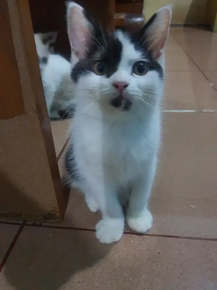 JANTAN WHITE AND BLACK MIXBREED BSH X RAGDOLL