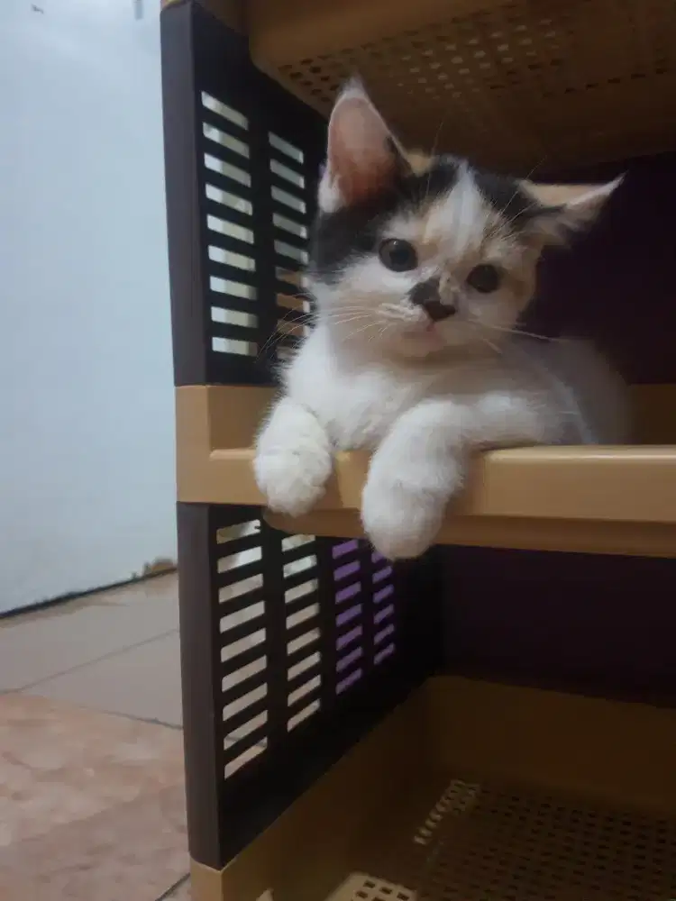 MIXBREED BSH X RAGDOLL CALICO