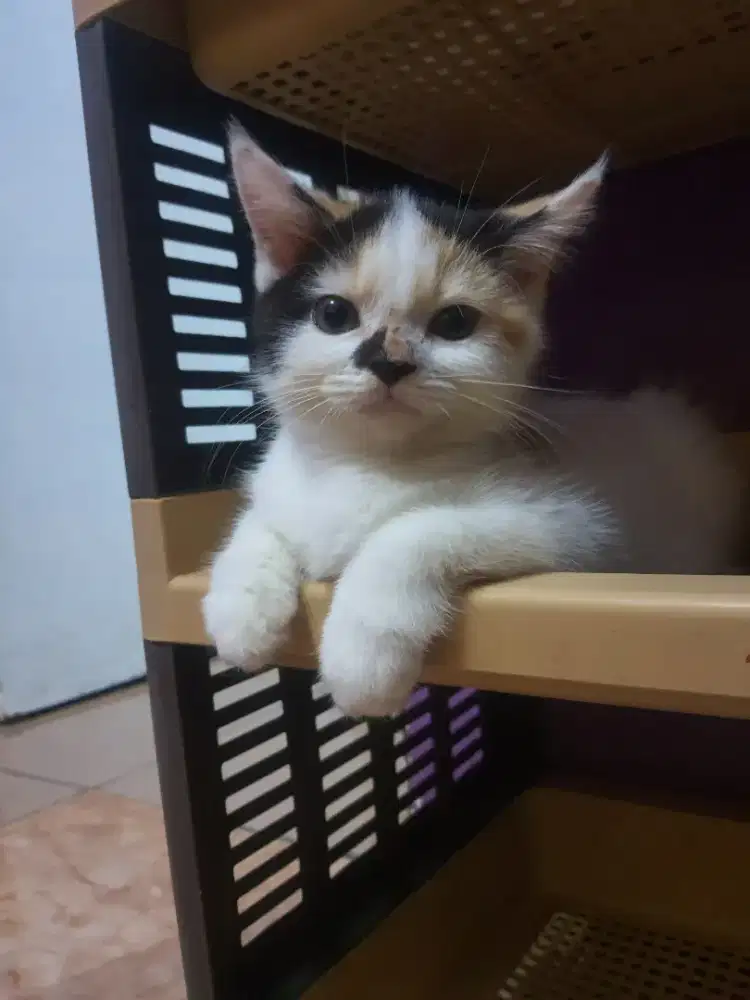 KUCING BSH BETINA WARNA CALICO