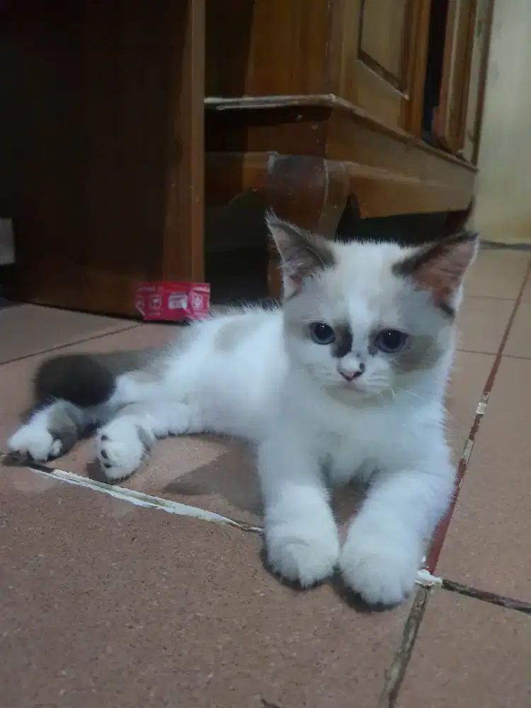 LEPAS ADOPSI KUCING MIXBREED RAGDOLL X BSH