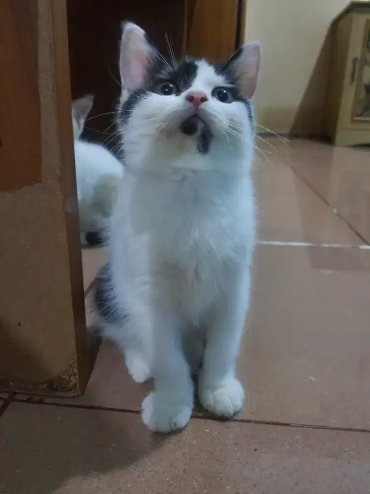 JANTAN WHITE AND BLACK BSH X RAGDOLL