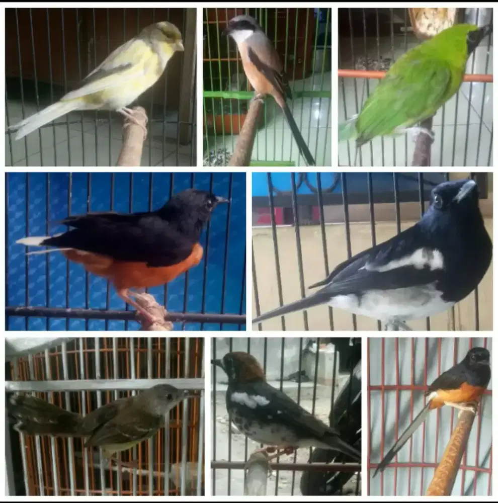 Anis kembang pastol jual cepat