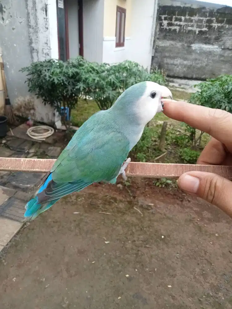Burung Lovebird jinak