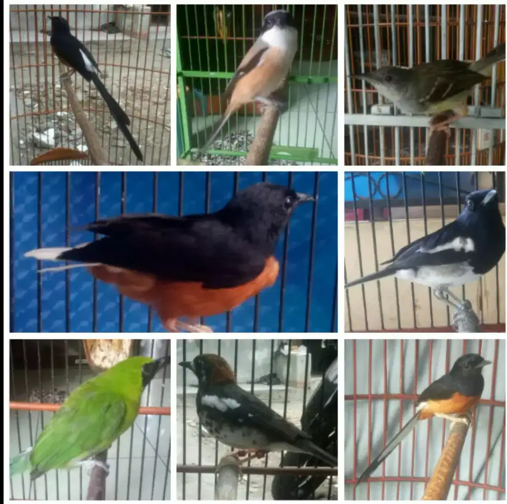 Burung Kacer rajin bunyi