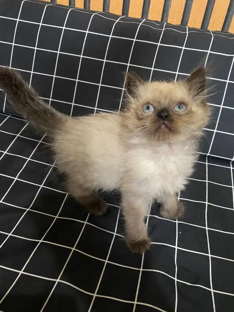 Kucing himalaya & ragdoll