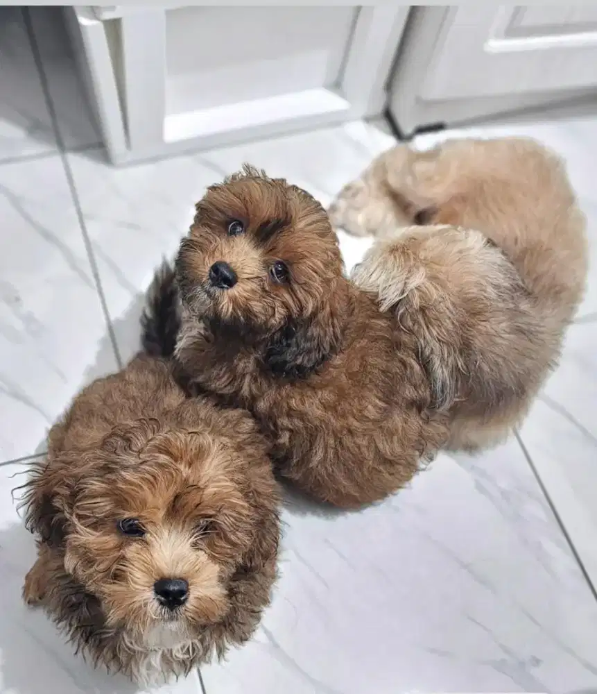 Maltipo size kaki pendek all male obat cacing d vit