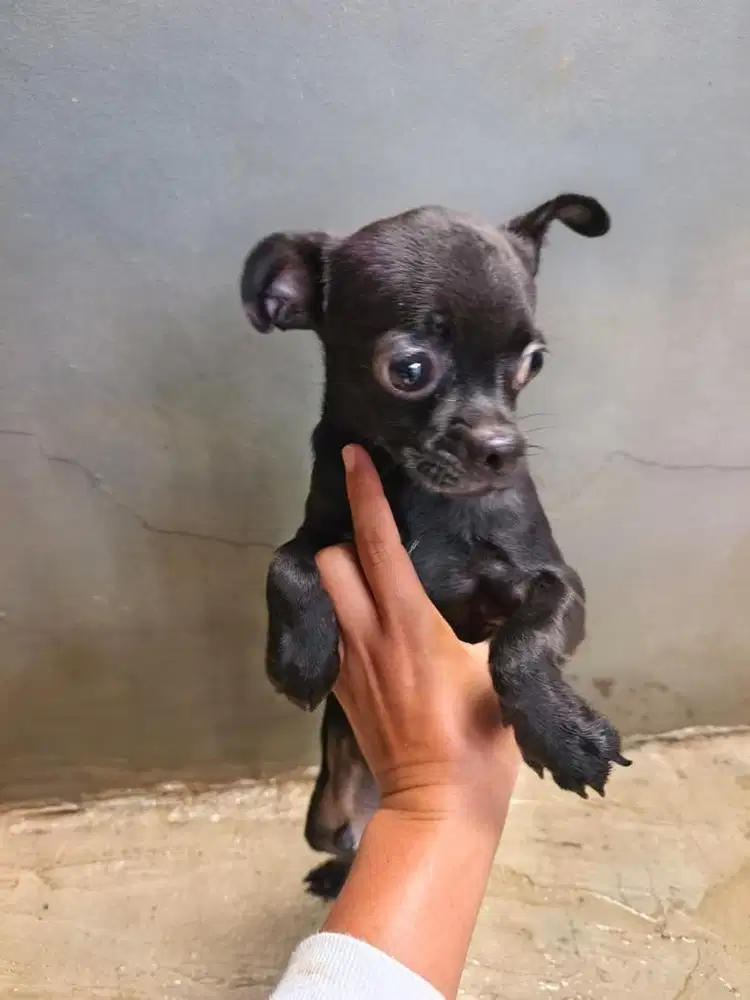 Chihuahua jantan murah