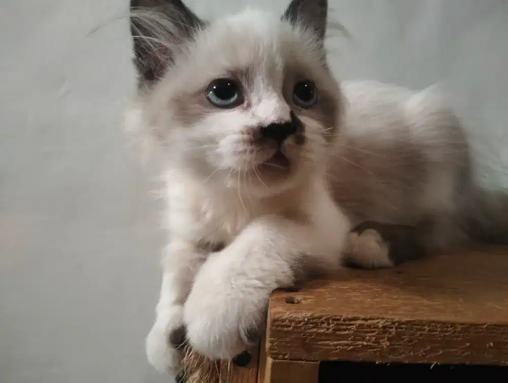 Kucing ragdoll persia betina
