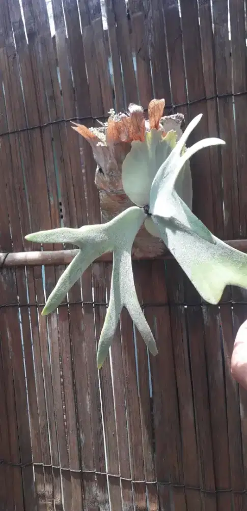 Platycerium willinckii Jawa barat