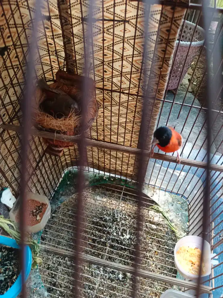 Red siskin produk skali