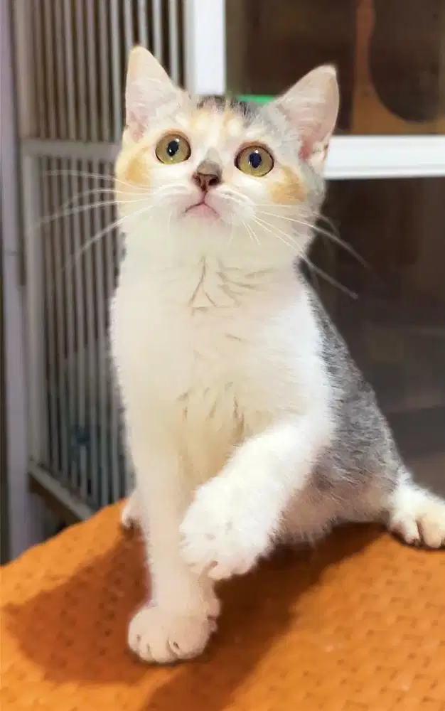 Kucing kitten munchkin BSH Ns (tidak cebol)