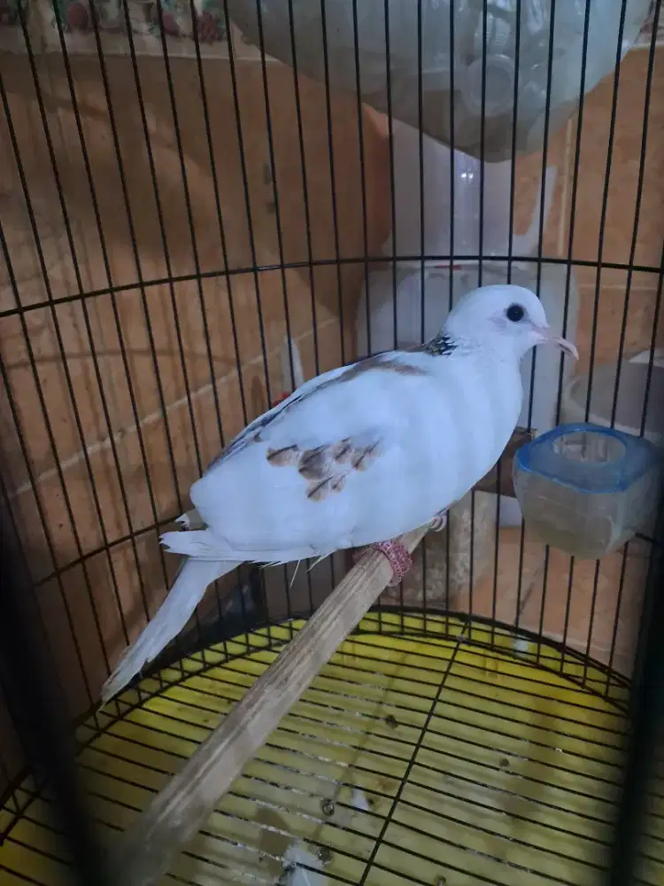 Tekukur putih BS