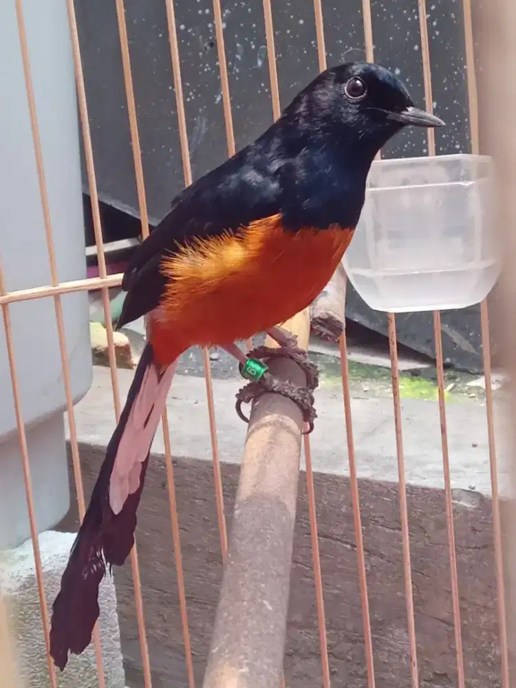 Murai batu dewasa mapan