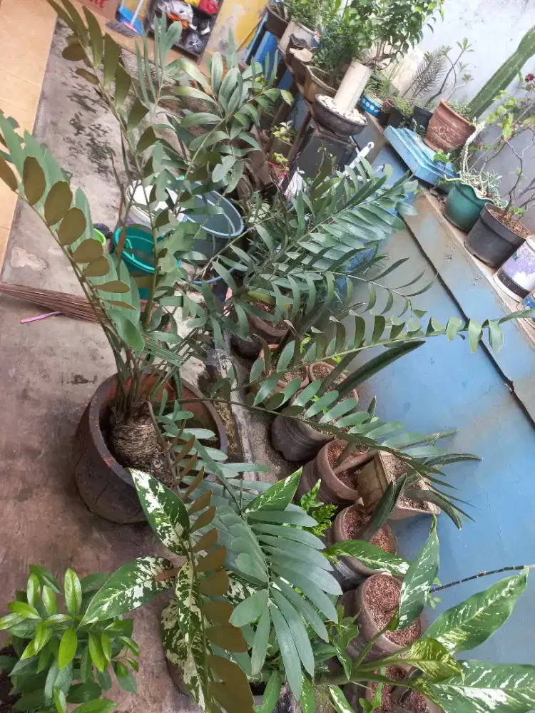 Zamia Furfuracea atau Encephalartos Horridus