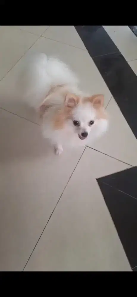 Dijual anjing minipom