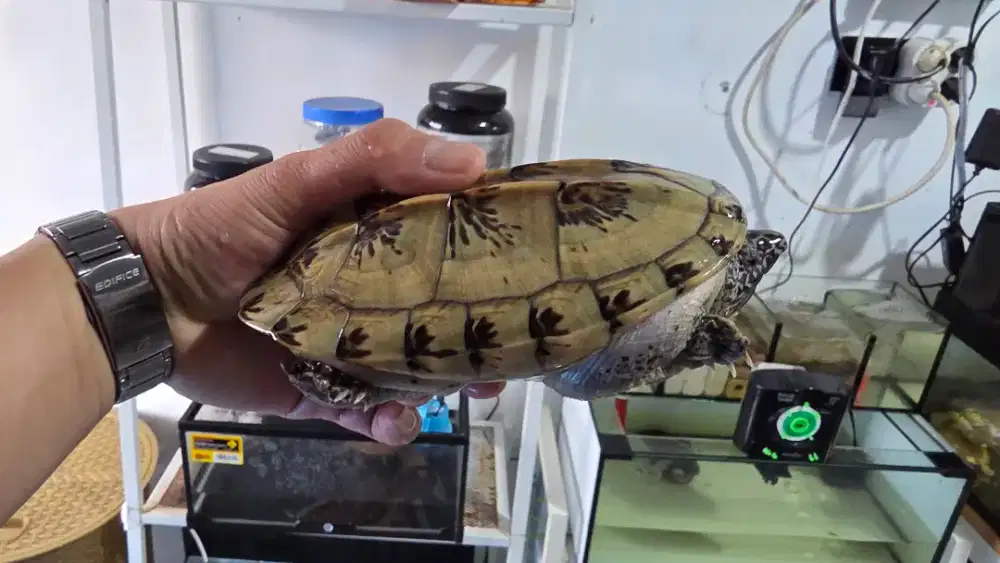 Kura air mexican giant musk