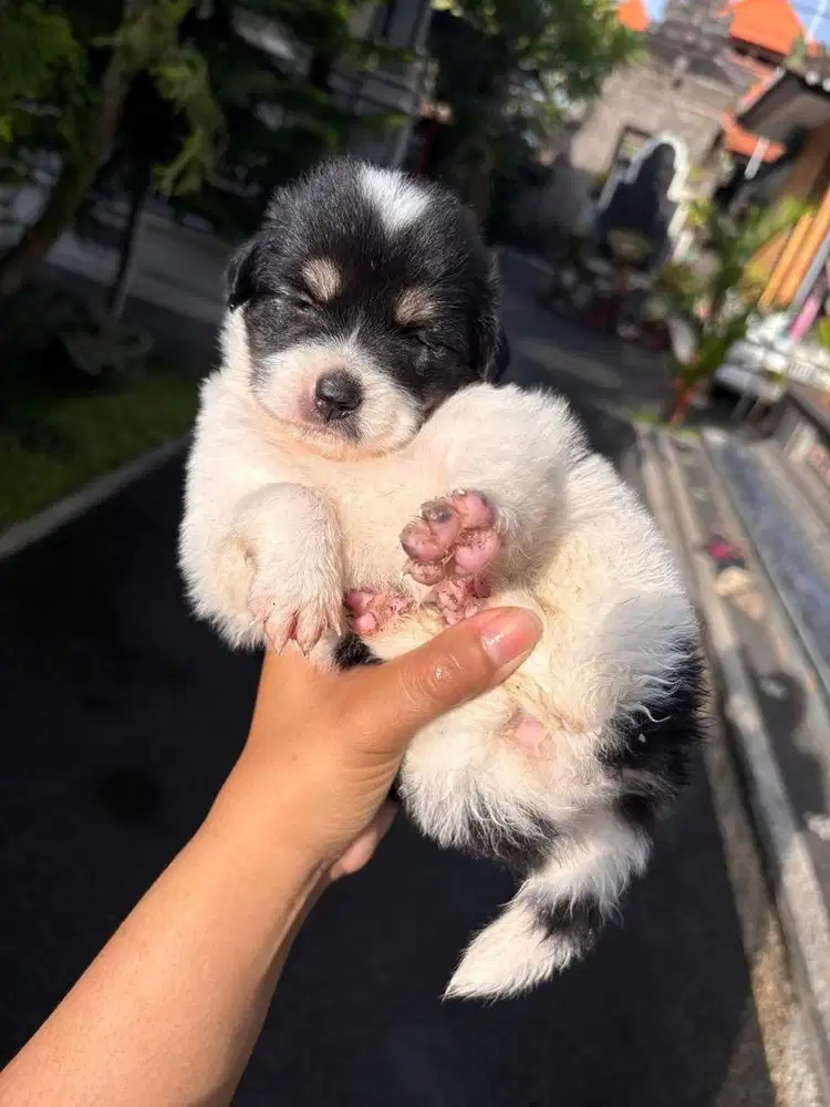 Dijual anak anjing pom x shitsu