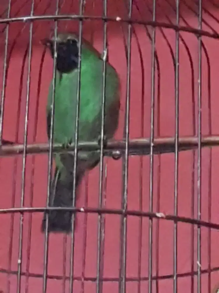 CI mini rawatan mulus