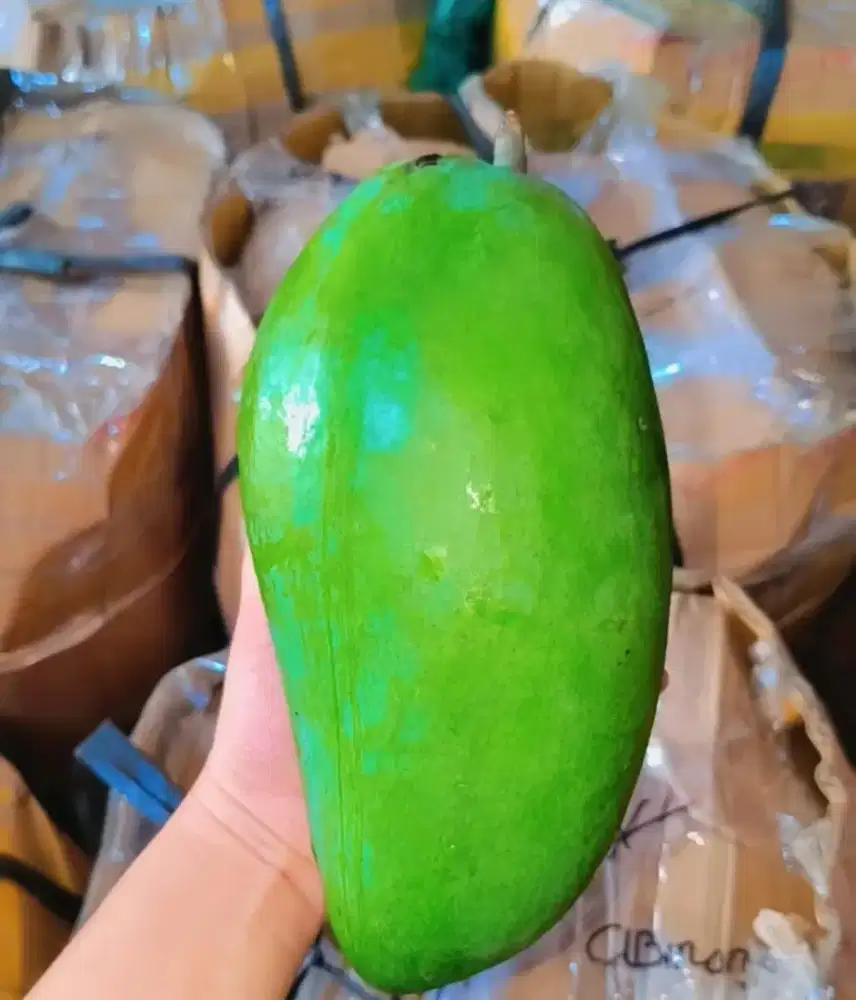 Mangga Kiojay Jumbo