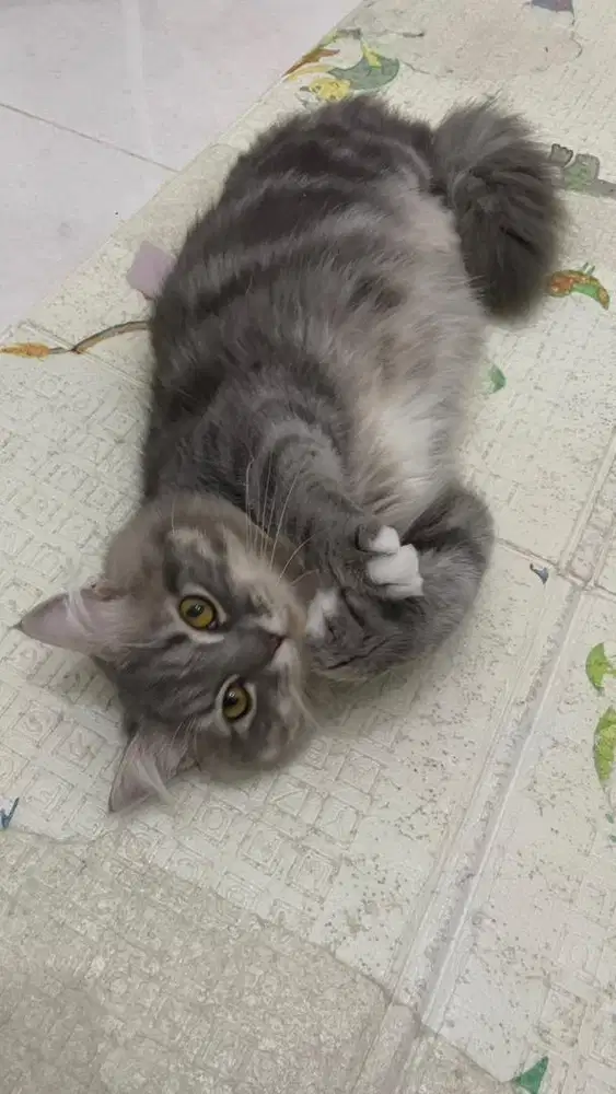 Adopt Kucing Munchkin NS