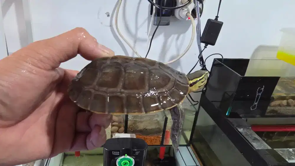 Kura air ambon ceper