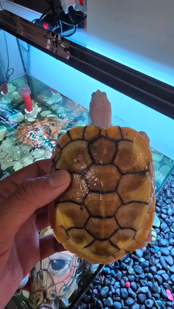 Kura air res caramel dream circle