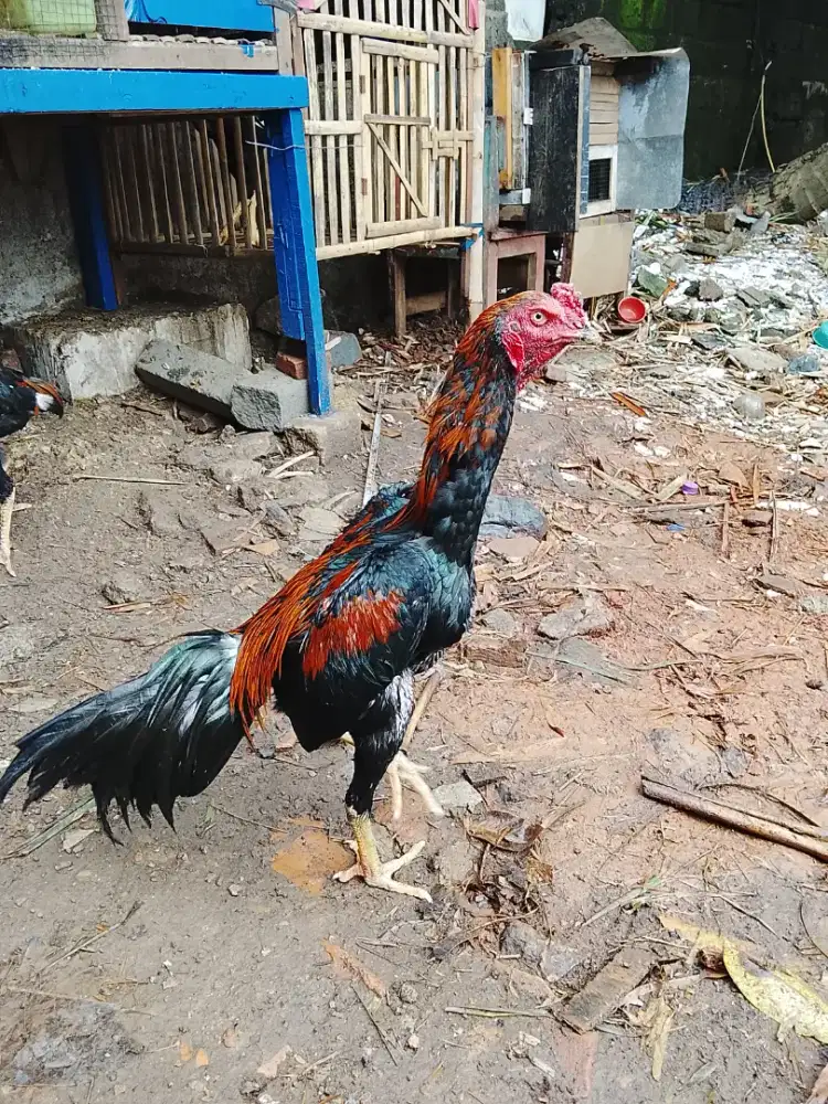 Ayam Bangkok muda 7blnan bulu leher msh rebung.200 net