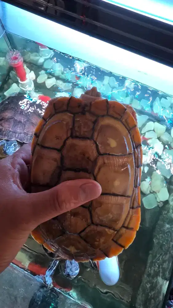 Kura air res caramel