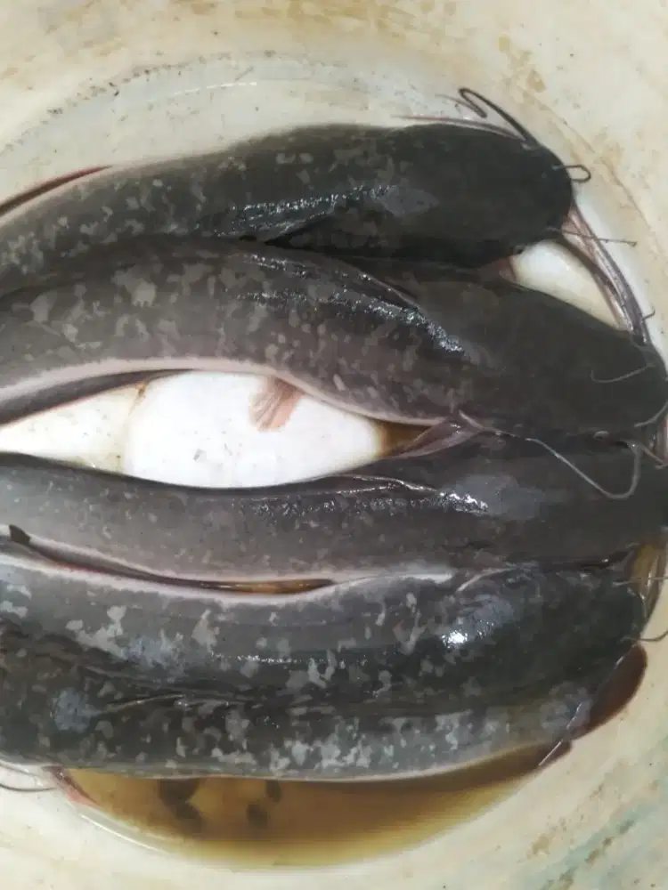 JUAL IKAN LELE KONSUMSI