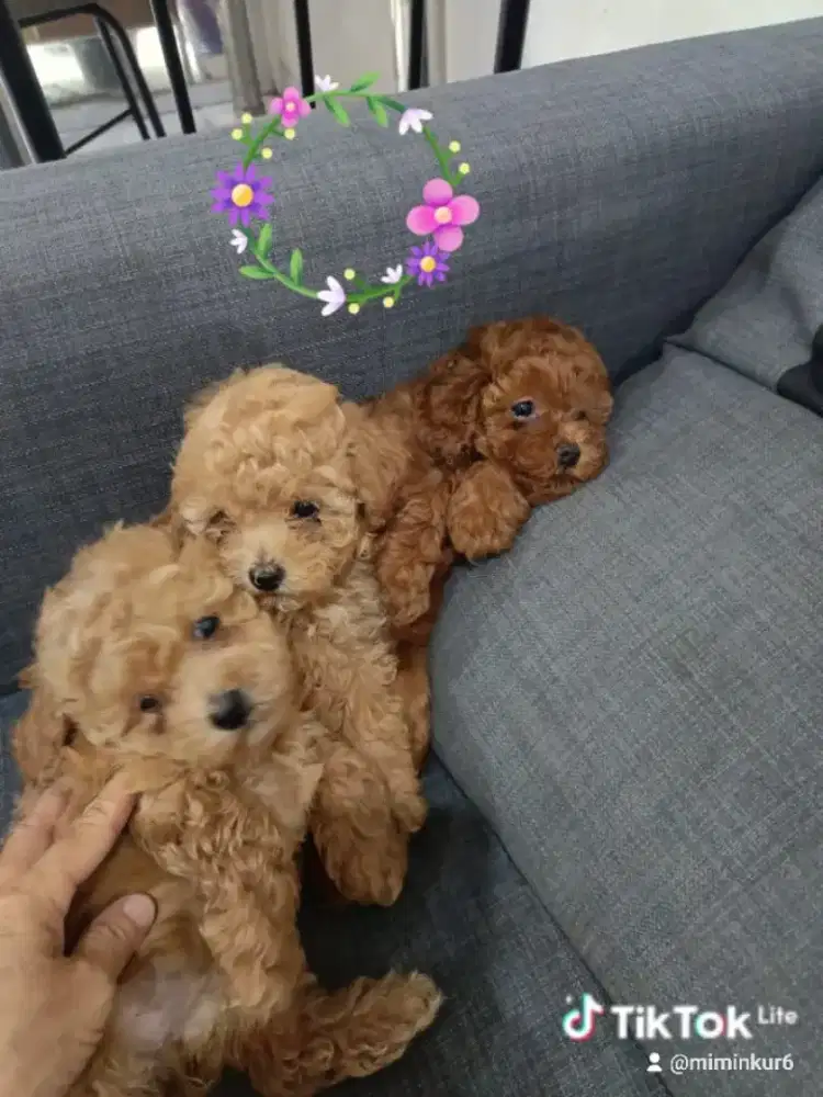 Toy Poodle Betina
