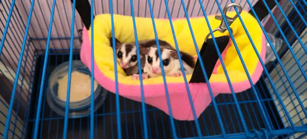 Sugar glider white face sepasang