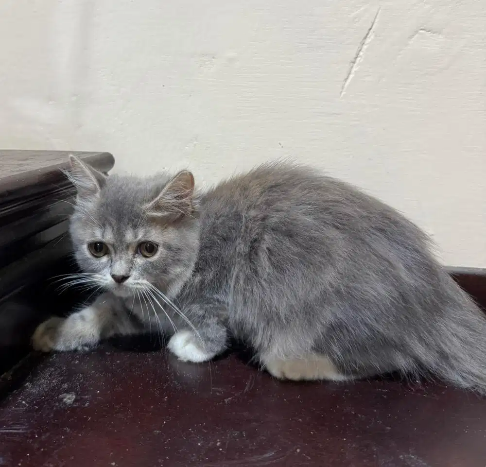 lepas adop kucing persia