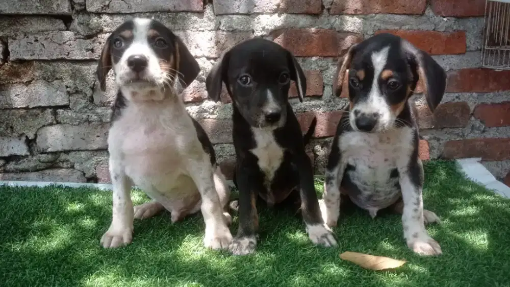 Beagle mix Tengger