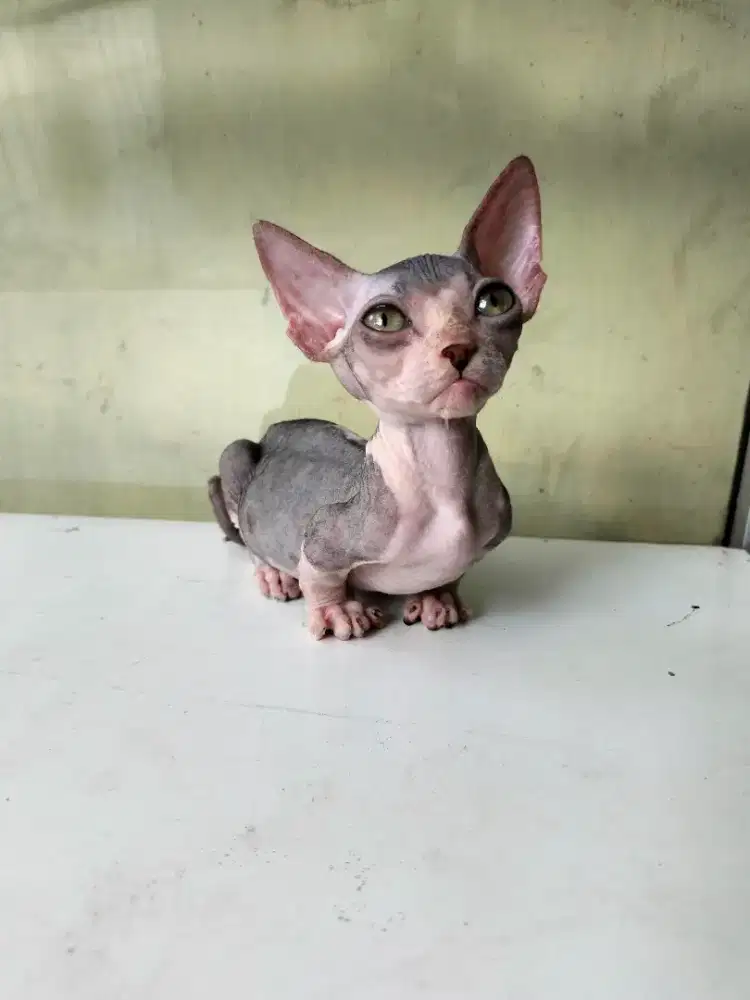Kucing kitten Sphynx bambino