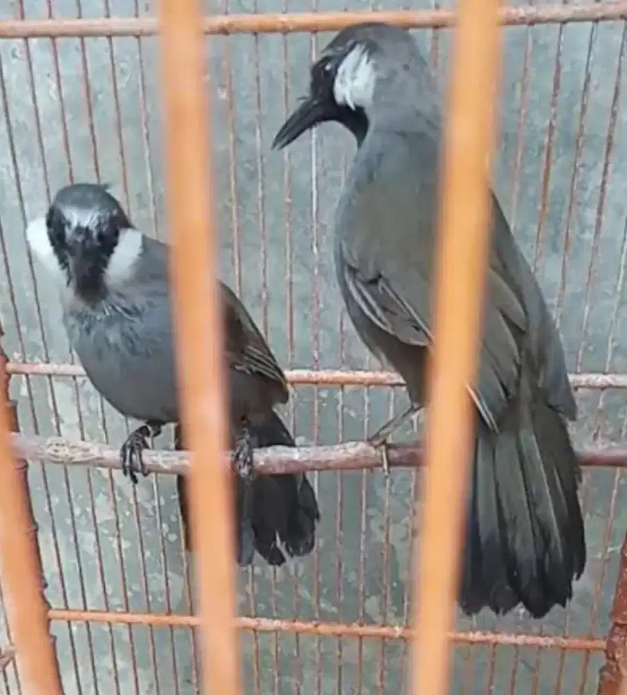 Sepasang burung poksai hongkong