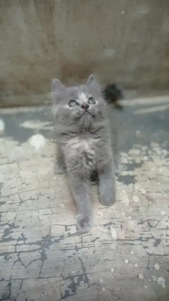 Persia medium longhair
