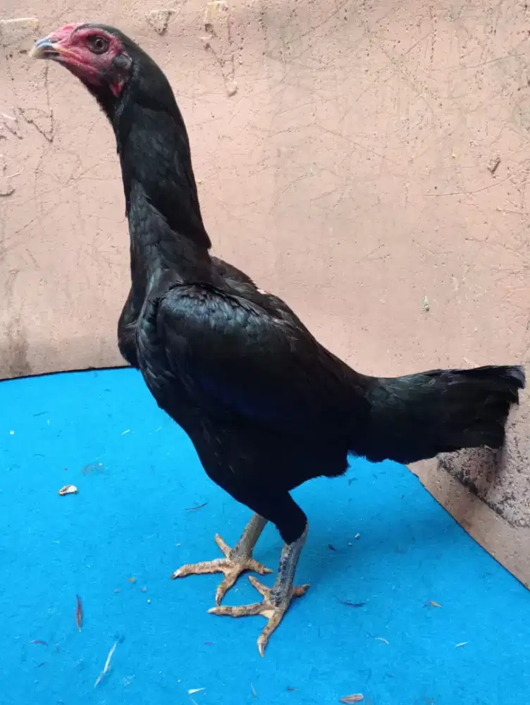 Ayam betina koytrad produk 1x