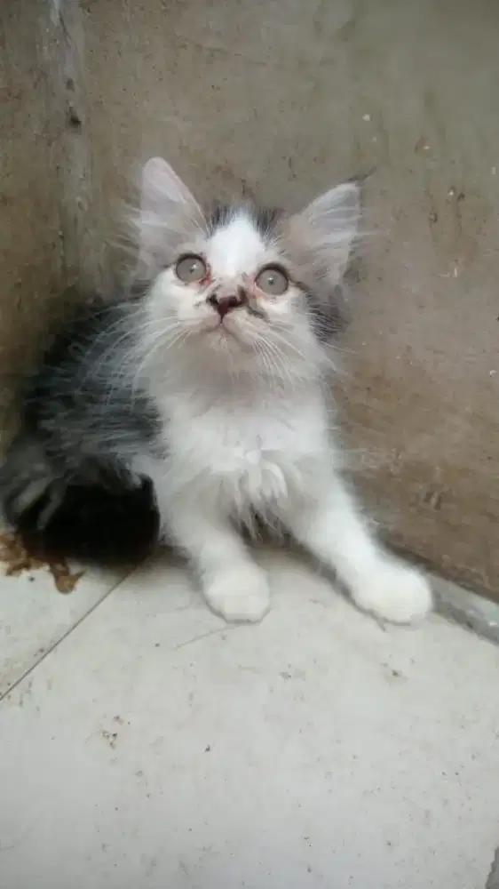 Persimed kitten