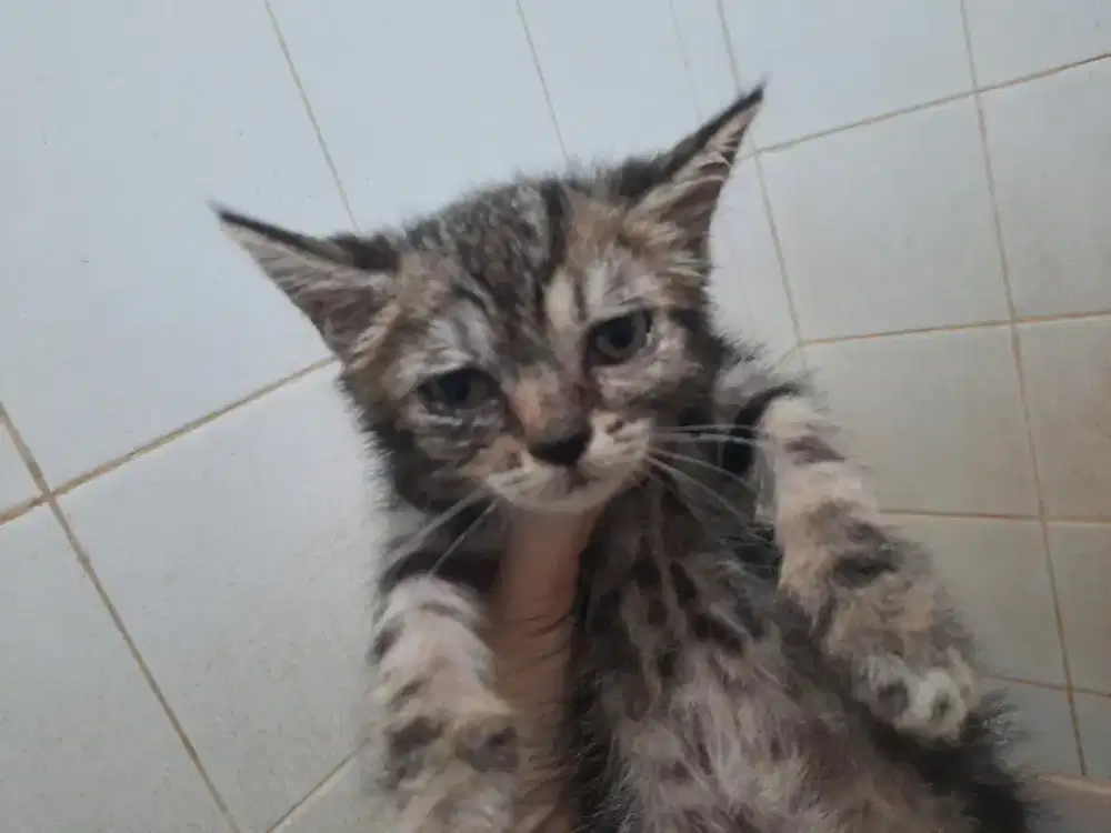 Kucing mix Exo-Persia