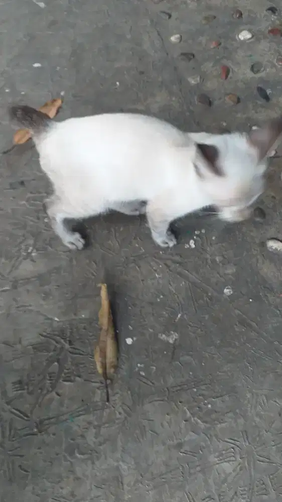 Kucing himalaya